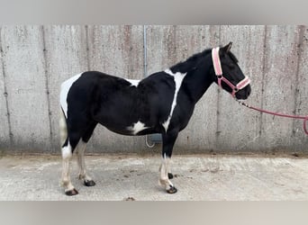 Cob, Wallach, 4 Jahre, 124 cm, Schecke