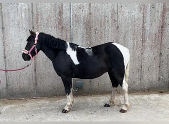 Cob, Wallach, 4 Jahre, 124 cm, Schecke