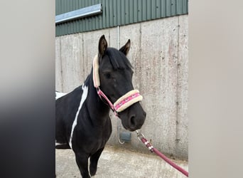 Cob, Wallach, 4 Jahre, 124 cm, Schecke