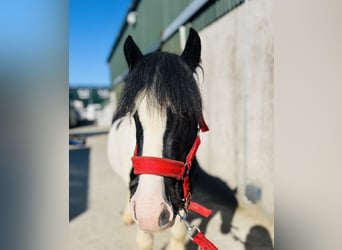 Cob, Wallach, 4 Jahre, 125 cm, Schecke