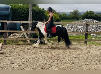 Cob, Wallach, 4 Jahre, 125 cm, Schecke