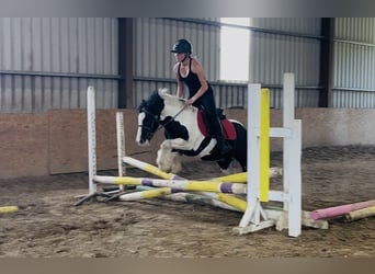Cob, Wallach, 4 Jahre, 125 cm, Schecke