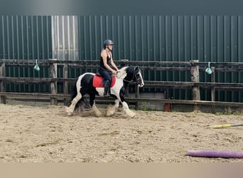 Cob, Wallach, 4 Jahre, 125 cm, Schecke