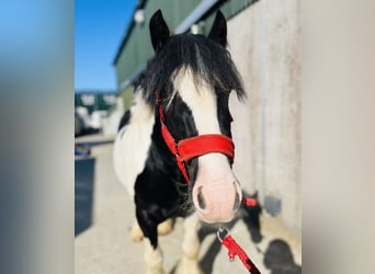Cob, Wallach, 4 Jahre, 125 cm, Schecke