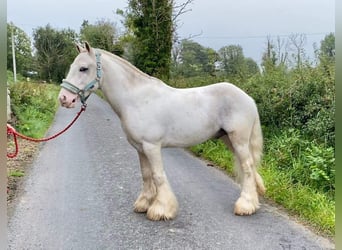 Cob, Wallach, 4 Jahre, 130 cm, Schimmel