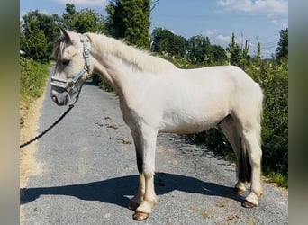 Cob, Wallach, 4 Jahre, 133 cm, Falbe