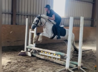 Cob, Wallach, 4 Jahre, 133 cm, Falbe
