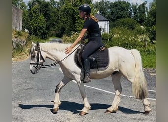 Cob, Wallach, 4 Jahre, 133 cm, Falbe