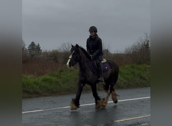 Cob, Wallach, 4 Jahre, 136 cm, Rappe