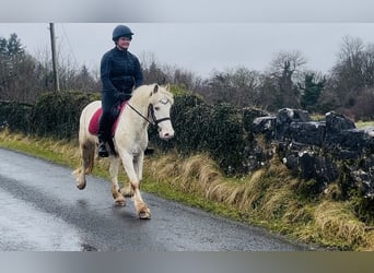 Cob, Wallach, 4 Jahre, 138 cm, Tigerschecke