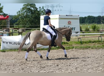 Cob, Wallach, 4 Jahre, 140 cm, Falbe