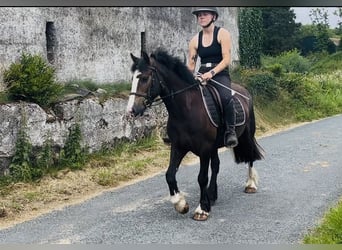 Cob, Wallach, 4 Jahre, 140 cm, Rotbrauner