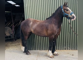 Cob, Wallach, 4 Jahre, 140 cm, Rotbrauner