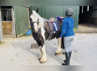 Cob, Wallach, 4 Jahre, 140 cm, Schecke
