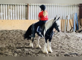 Cob, Wallach, 4 Jahre, 140 cm, Schecke