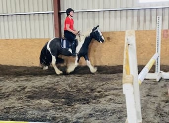 Cob, Wallach, 4 Jahre, 140 cm, Schecke