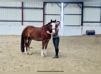 Cob, Wallach, 4 Jahre, 141 cm, Brauner