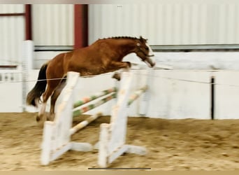 Cob, Wallach, 4 Jahre, 141 cm, Brauner
