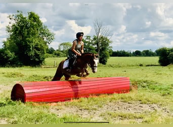 Cob, Wallach, 4 Jahre, 141 cm, Brauner