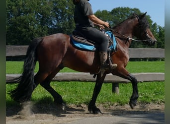 Cob, Wallach, 4 Jahre, 143 cm, Dunkelbrauner