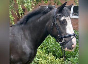 Cob, Wallach, 4 Jahre, 143 cm, Rappe