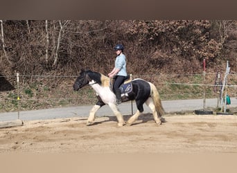 Cob Mix, Wallach, 4 Jahre, 143 cm, Schecke