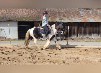 Cob Mix, Wallach, 4 Jahre, 143 cm, Schecke