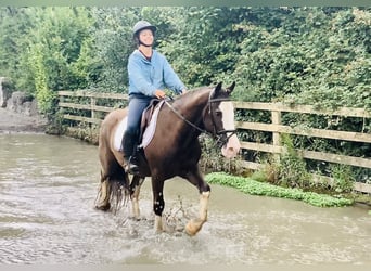 Cob, Wallach, 4 Jahre, 145 cm, Brauner