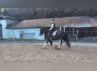 Cob, Wallach, 4 Jahre, 146 cm, Roan-Blue