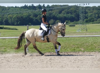 Cob, Wallach, 4 Jahre, 147 cm, Falbe