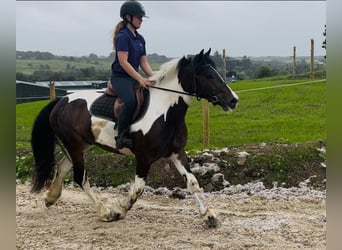 Cob, Wallach, 4 Jahre, 147 cm, Schecke