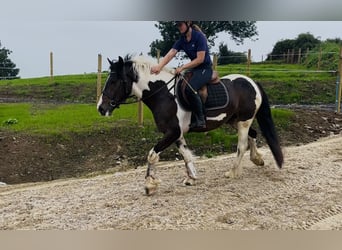 Cob, Wallach, 4 Jahre, 147 cm, Schecke