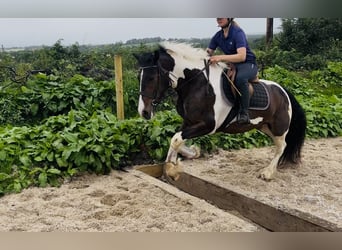 Cob, Wallach, 4 Jahre, 147 cm, Schecke