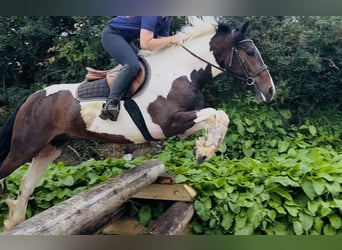 Cob, Wallach, 4 Jahre, 147 cm, Schecke