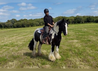 Cob, Wallach, 4 Jahre, 147 cm, Schecke