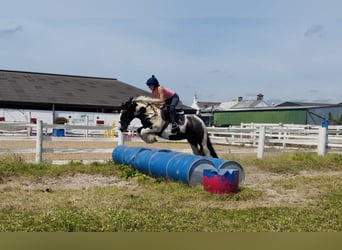 Cob, Wallach, 4 Jahre, 147 cm, Schecke