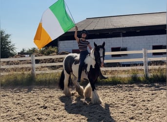 Cob, Wallach, 4 Jahre, 147 cm, Schecke