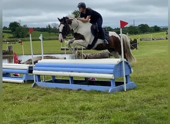 Cob, Wallach, 4 Jahre, 147 cm, Tigerschecke