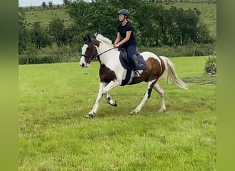 Cob, Wallach, 4 Jahre, 147 cm, Tigerschecke