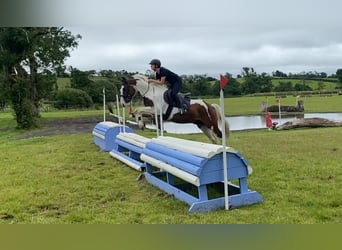 Cob, Wallach, 4 Jahre, 147 cm, Tigerschecke