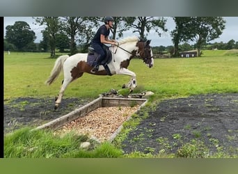 Cob, Wallach, 4 Jahre, 147 cm, Tigerschecke