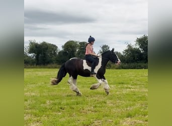Cob, Wallach, 4 Jahre, 147 cm, Tobiano-alle-Farben
