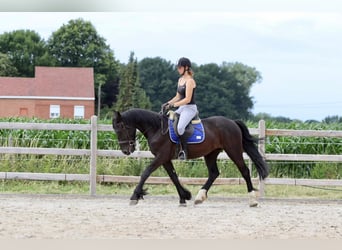 Cob, Wallach, 4 Jahre, 150 cm, Rappe