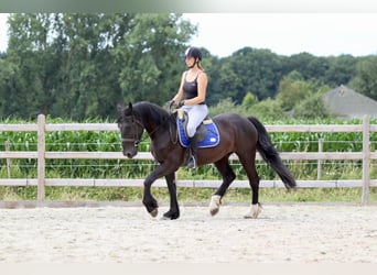Cob, Wallach, 4 Jahre, 150 cm, Rappe