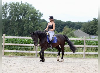 Cob, Wallach, 4 Jahre, 150 cm, Rappe