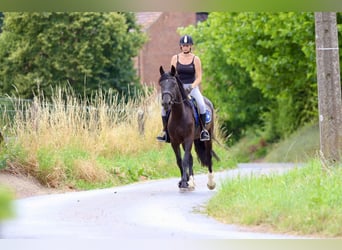 Cob, Wallach, 4 Jahre, 150 cm, Rappe