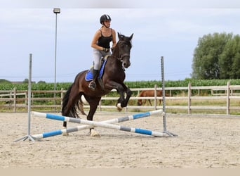 Cob, Wallach, 4 Jahre, 150 cm, Rappe