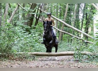 Cob, Wallach, 4 Jahre, 150 cm, Rappe