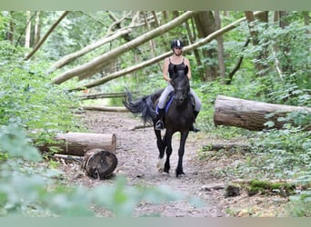 Cob, Wallach, 4 Jahre, 150 cm, Rappe