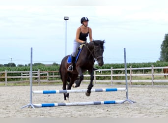 Cob, Wallach, 4 Jahre, 150 cm, Rappe